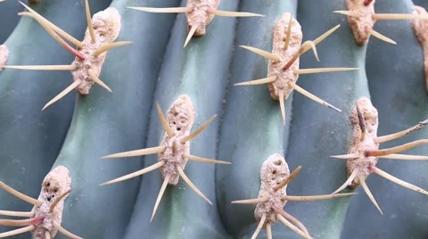 Ferocactus thorns Stock Footage 57521061
