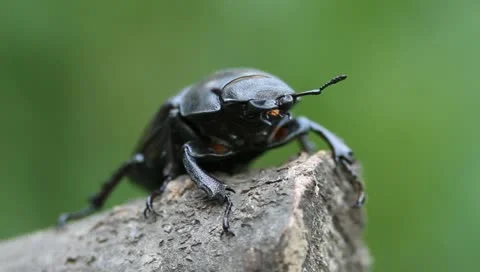 Ferocious beetle, Lucanus cervus Video stock 11359927
