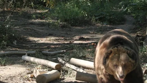 Ferocious big Brown Bear, Ursus arctos Video stock 10569672