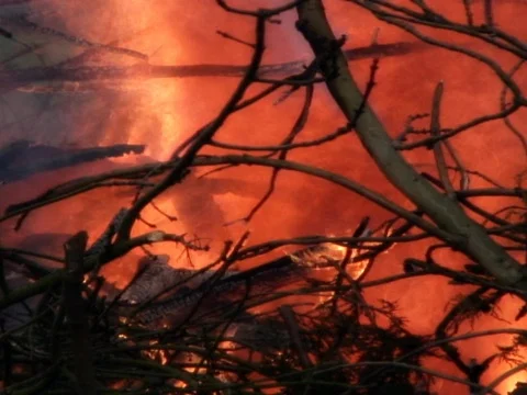 Ferocious Flames 2 Stock Footage 489904