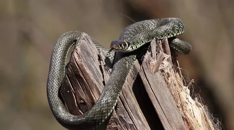 Ferocious Grass snake, Natrix natrix Video stock 42590859