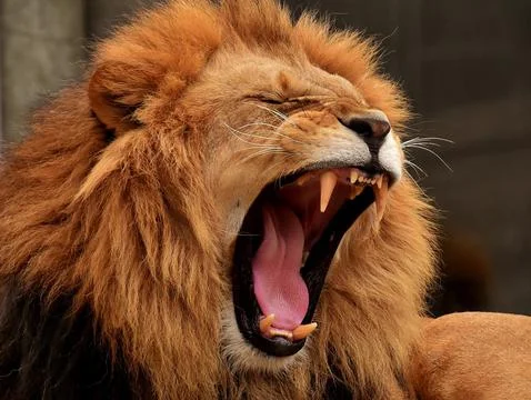 Ferocious lion Stock Photos