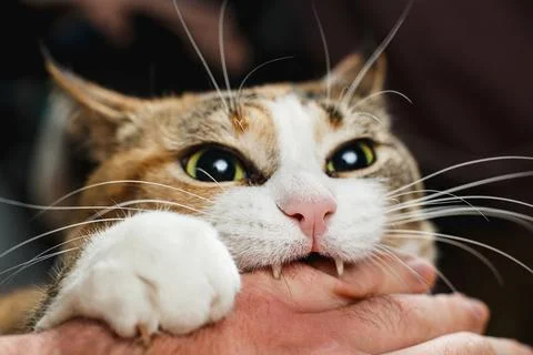 Ferocious red cat bites its owner in the arm with all its power Stock Photos