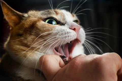 Ferocious red cat bites its owner in the arm with all its power Stock Photos