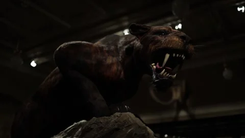 Ferocious saber-toothed cat exhibit, showcasing the fearsome fangs and muscular  Stock Footage 289636635