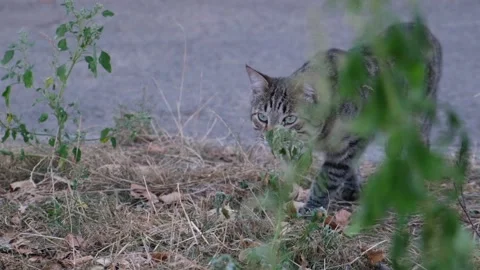 Ferocious stray cat sneaking from the bushes Stock Footage 116036786