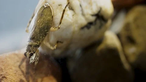 Ferocious water bug head bobbing behaviour 스톡 동영상 126949892