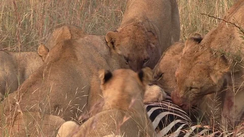Ferocious Wild Lions Feed On Recent Zebra Kill In Evening Sunset. 스톡 동영상 107059623