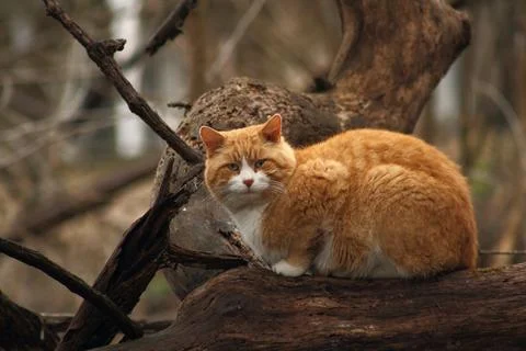 A Ferral Orange Cat in the Forest Stock Photos