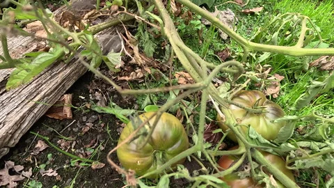 Ferral Tomatoes Stock Footage 269899279