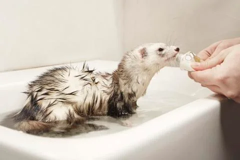 Ferret bath Stock Photos