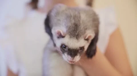 Ferret the child on hands Stock Footage 50233834