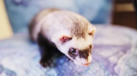 Ferret closeup Video stock 50233808