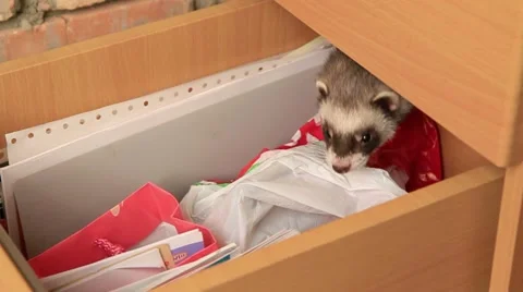 Ferret In A Drawer Stock Footage 52752621