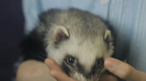 Ferret eats from the hand of the child Stock Footage 60843433