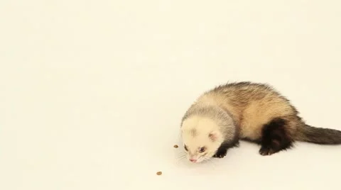 Ferret eats on a white background Video stock 68459603