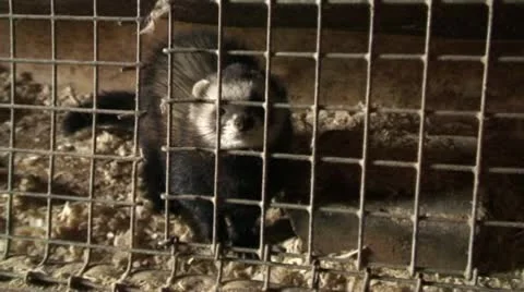 Ferret 動画素材 8978116