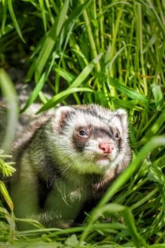 Ferret in the grass Stock Photos