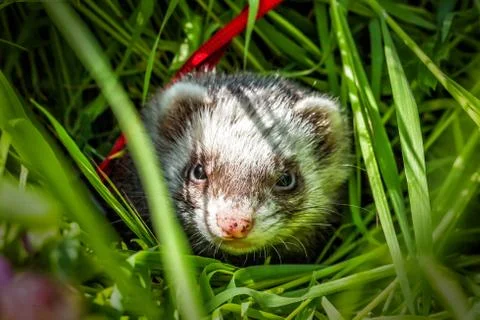 Ferret in the grass Stock Photos
