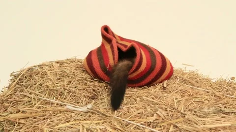 Ferret In A Hat Video stock 52752272