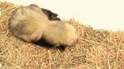 Ferret On A Haystack. Stock Footage 52752416