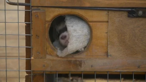 Ferret hides in its enclosure. 库存影片 335241129