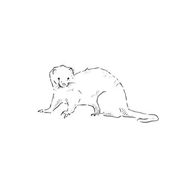 Ferret illustration Stock Illustration
