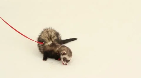 Ferret On The Leash Stock Footage 52752548