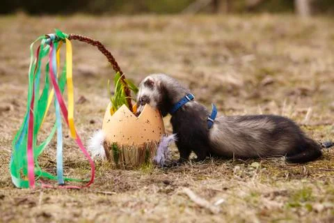Ferret looking at spring easter plastic egg in park Stock Photos