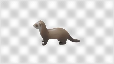 Ferret - Loop Alpha HD ProRes Stock Footage 327723661