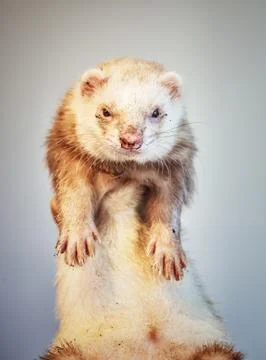 Ferret with muddy muzzle Stock Photos