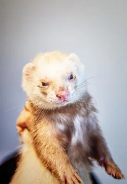 Ferret with muddy muzzle Stock Photos