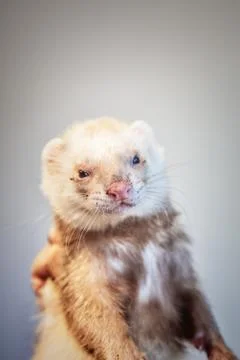 Ferret with muddy muzzle Stock Photos