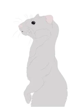 Ferret or mink portrait vector illustration, drawing color Stock-Illustration