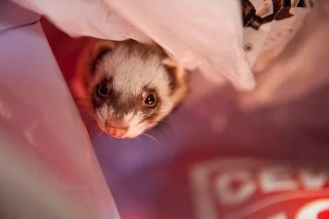 Ferret Stock Photos