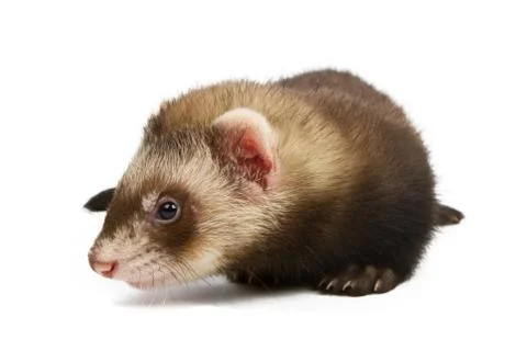 Ferret Stock Photos