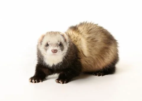 Ferret Stock Photos