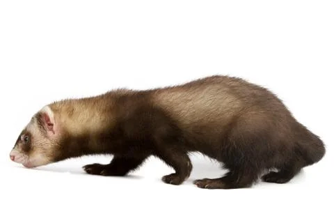 Ferret Stock Photos