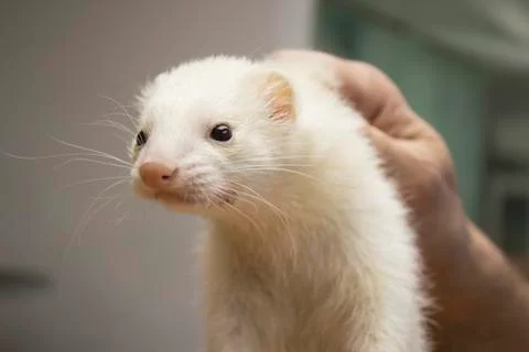 Ferret 스톡 사진