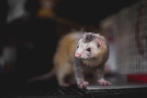 Ferret Stock Photos