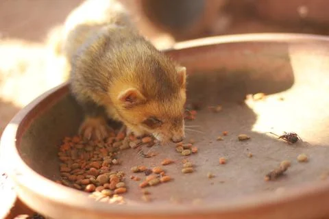 Ferret Stock Photos