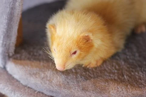 Ferret Stock Photos