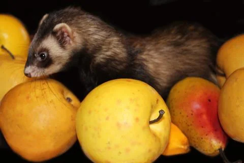 Ferret playing Foto stock