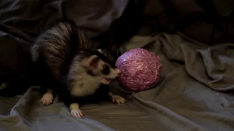 Ferret plays with ball Stock Footage 71125102