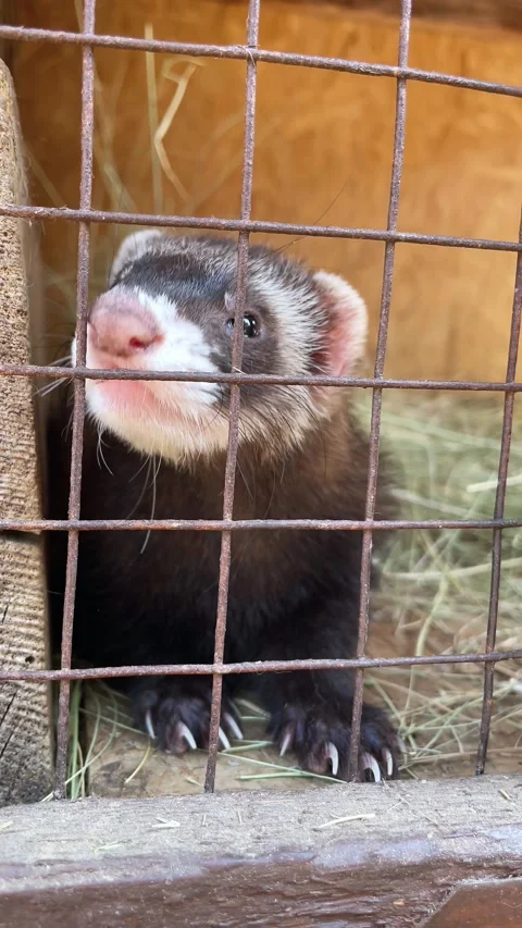 Ferret, polecat or weasel in the cage Stock Footage 270213541