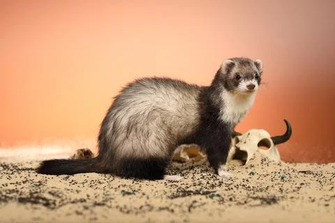 Ferret posing on color background with selection of skulls in horror style Stock Photos
