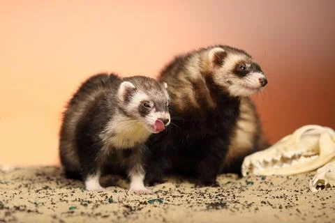Ferret posing on color background with selection of skulls in horror style Stock Photos
