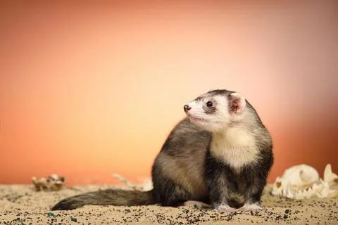 Ferret posing on color background with selection of skulls in horror style Stock Photos