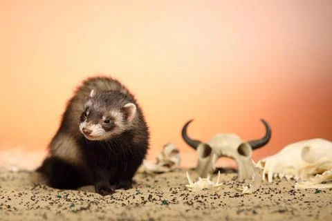 Ferret posing on color background with selection of skulls in horror style Foto stock