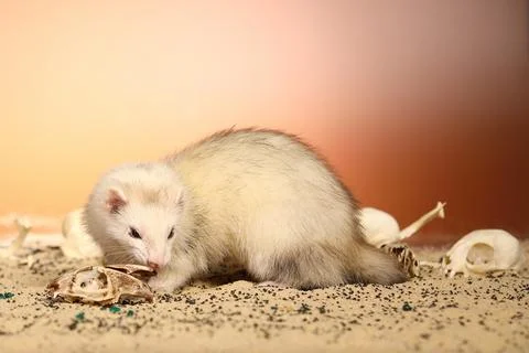 Ferret posing on color background with selection of skulls in horror style Stock Photos